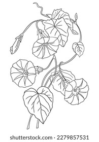 This intricate flower illustration is perfect for coloring enthusiasts of all ages. It features a variety of petals and leaves, ready to be brought to life with your favorite coloring tools.