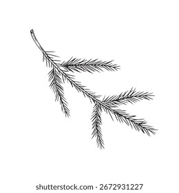 This is an intricate illustration of a Pine Branch showcasing its NeedleLike Leaves beautifully