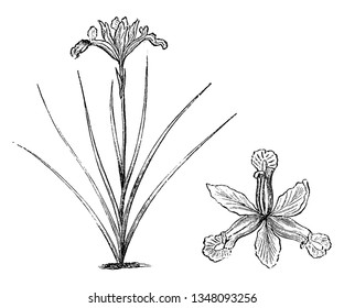 This is an Iris Vulgare plant. It has single flower on one stem & long needle like leaves, vintage line drawing or engraving illustration.