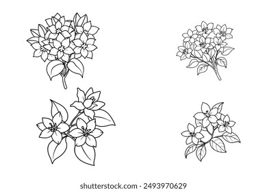 This is a Jasmine flowers vector lineart with illustration.