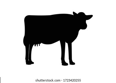 This is Jersey cow in white background.