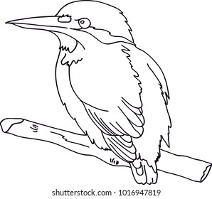 this  is kingfisher bird line work drawing for children book illustration 