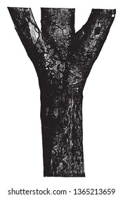 This is a large stem of pear tree containing three branches, vintage line drawing or engraving illustration.