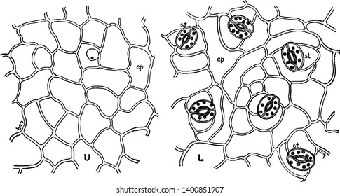 This is Leaf Epidermis and it contains opening stomate and Guard cells are present. Inside the stomata T-piece at stomatal pole is present. At center stomatal aperture are present, vintage