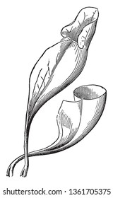 This is the leaf of Sarracenia Purpurea. The leaf is cut at upper part, vintage line drawing or engraving illustration.