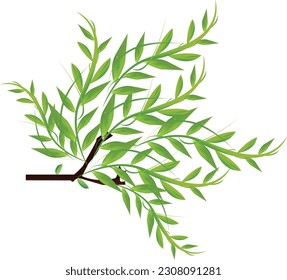 This is Leaves plant branch vector design 