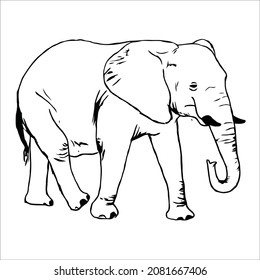 This is a line art elephant for coloring