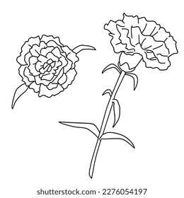 This is line drawing carnations created for Mother's Day  Two sets flowers  one from the top   the other from the side 
