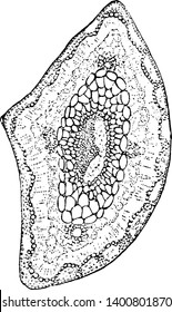 This is Longleaf Pine. Cross sections of leaves. There is small cells are present at the center of the leaf. Its Edges are thick and broad. Inner part is deep, vintage line drawing or engraving