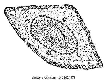 This is Longleaf Pine. New four cells are generated around the central cell.There is small cells are present at center. Its Edges are thick & broad. Inner part is deep-egg-shaped, vintage line drawing