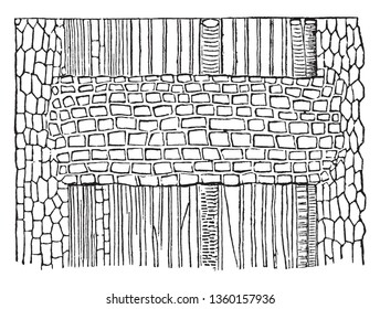 Esta es la arce. Tiene una gran amplitud; existen pequeños agujeros cuadrados largos y amplios. Esto es transparente. La madera de arce también se utiliza para la fabricación de bates de béisbol de madera, dibujos de líneas antiguas