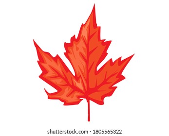 This is maple leaves and Vector picture
