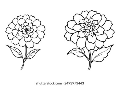 This is marigold flowers vector line art with illustration