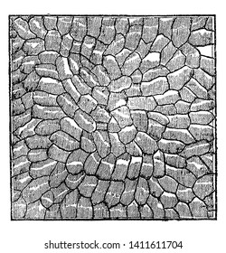 This is Microscopic view of a leaf. The epidermal cells that tend to be irregular. In addition to the epidermal cells, one will also see the leaf spores in between the epidermal cells, vintage
