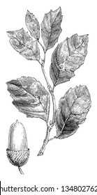 This is a middle-size oak tree's twig that is known as Quercus Suber, vintage line drawing or engraving illustration.