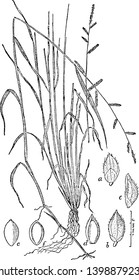 This millet is very thin and long, roots are very broad and long in the soil, the crop grow rare, vintage line drawing or engraving illustration.