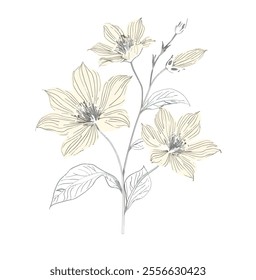 This minimalist vector illustration showcases Bakul flowers in a Shilluti-inspired style, featuring both large and small blooms. The delicate petals are meticulously drawn with fine linework and organ