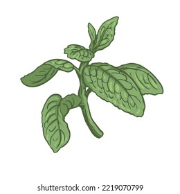 this is a mint icon. template vector 