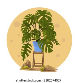 Esta es una planta de Monstera adansonii