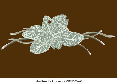 This Mosaic Plant or Nerve Plant is commonly known as Fittoniaver schaffeltii