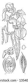 This is mostly growing large plant; flower arranged in spirally, leaves are toothed entire area. There is embryo of balsam fruit, vintage line drawing or engraving illustration.