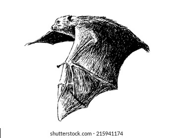 This is my hand drawing . Fruit bats are believed to carry and spread the Ebola virus