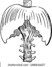 This is the name applied in anatomy to designate the transverse muscle which in man and the mammalia generally, vintage line drawing or engraving illustration.