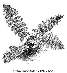 This is Nephrodium Fragrans plants. This is small growing fern and leaves are multi-lobed. It has fronds which are oblong and lance shaped, vintage line drawing or engraving illustration.