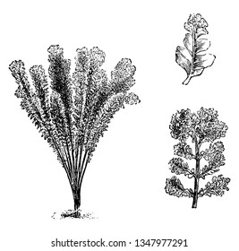 This is Nephrodium Molle Corymb Iferum plants. It looks like a broom or fountain and it has multi-lobe leaf. The top of each branch has a large crest, vintage line drawing or engraving illustration.