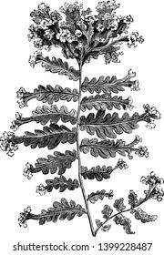 This is Nephrodium Molle Grandiceps plants. It has multi-lobe leaf and apex of each leaf has flower. The top of each branch has a large terminal crest, vintage line drawing or engraving illustration.