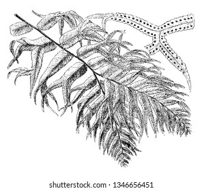 This is Nephrolepis Davallioides Furcans along with sharp -toothed leaf-edges and it having pores on Leaf. This fern is a beautiful and crested variety. It shows the portion of the frond, vintage 