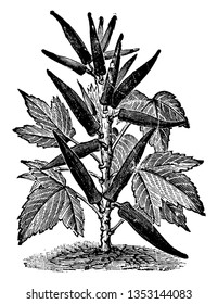 Esta es una planta de okra. Los tallos son largos, redondeados y delgados. El okra está unido a los tallos que crece en la parte superior de la planta. Okra si es delgada y larga. Semilla cultivada en el lado interior de okra, vintage 