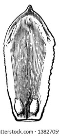 This is one of the carpels or scales of the American Arbor-Vitae. It is a view of inside exposed showing a pair of ovules on its base, vintage line drawing or engraving illustration.