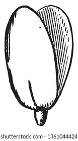 This is the one Pumpkin Seed. It is open in two parts, vintage line drawing or engraving illustration.