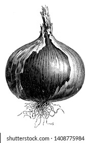 This is a onion. It is type of vegetables. The shape was round it grows underground. The leaves are growing upper side. Roots are very small and thin, vintage line drawing or engraving illustration.