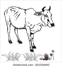 This is outline cow image for coloring