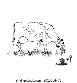 This is outline cow image for coloring