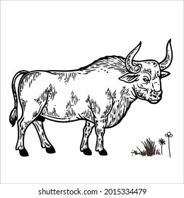 This is outline cow image for coloring