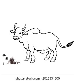 This is outline cow image for coloring
