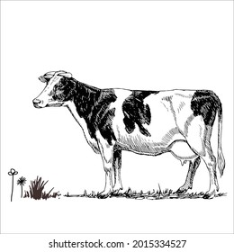 This is outline cow image for coloring