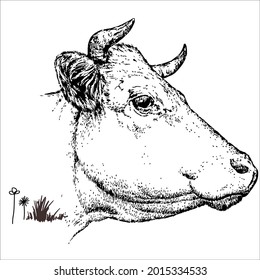 This is outline cow image for coloring