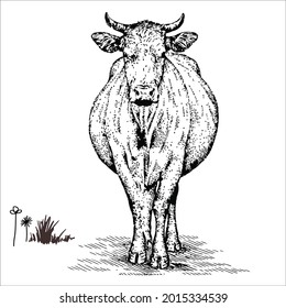 This is outline cow image for coloring