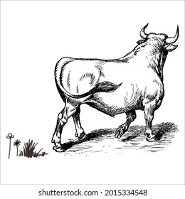 This is outline cow image for coloring