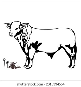 This is outline cow image for coloring