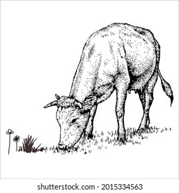 This is outline cow image for coloring