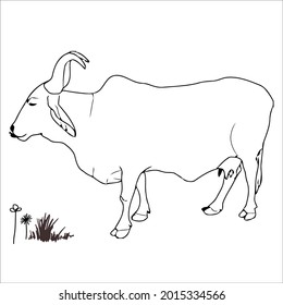 Esta es la imagen de bovino de esquema para colorear