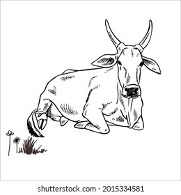 This is outline cow image for coloring