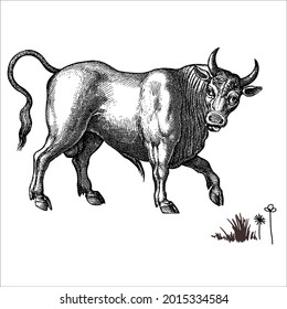 This is outline cow image for coloring