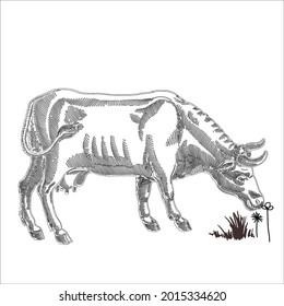 This is outline cow image for coloring