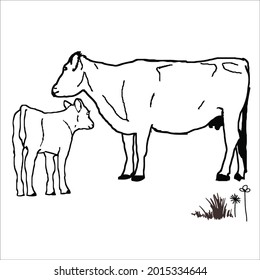 This is outline cow image for coloring